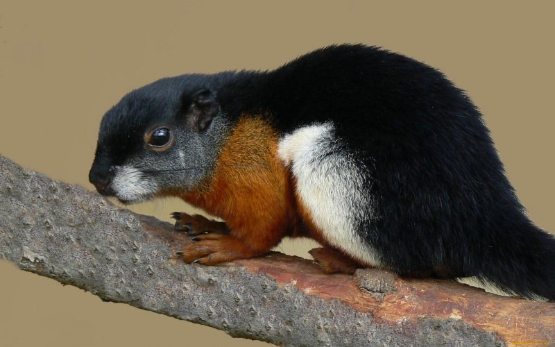 Мексика животные и растения