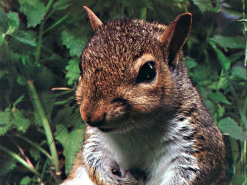 Сахарный поссум летяга