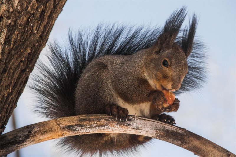 Бельчата дегу