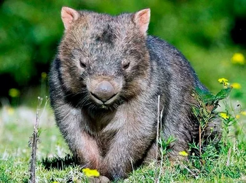 Австралийский зверек вомбат