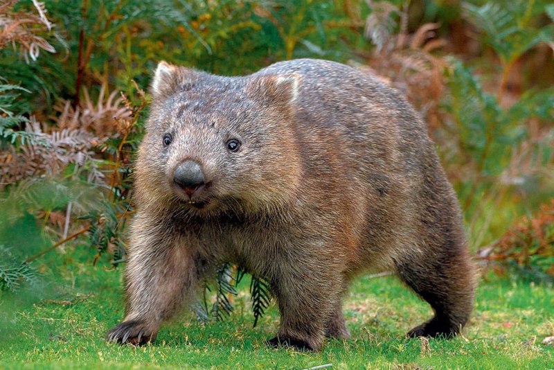 Австралийский вомбат