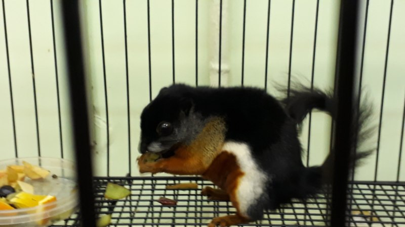 Отряд Грызуны семейство беличьи