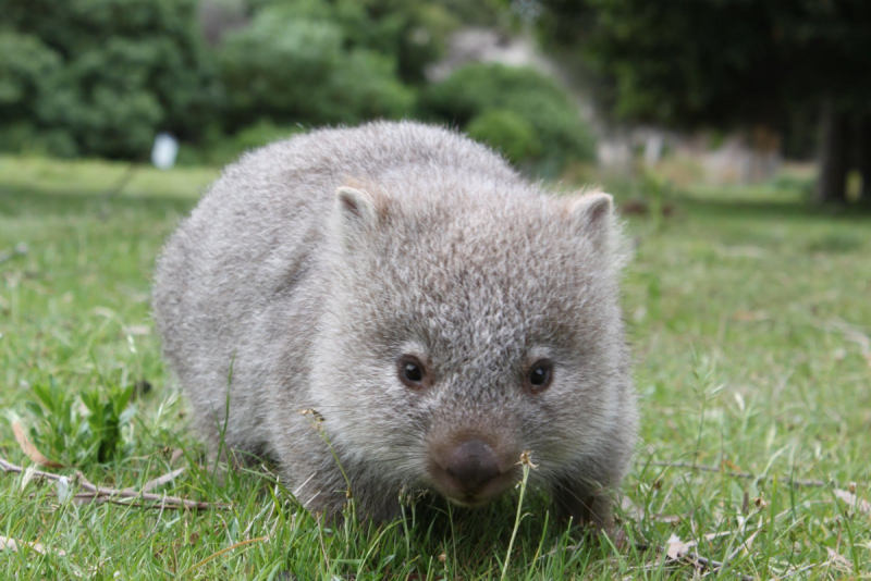 Северный шерстоносый вомбат