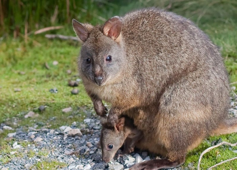 Отряд сумчатые вомбат