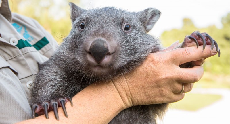Австралийский хомяк вомбат