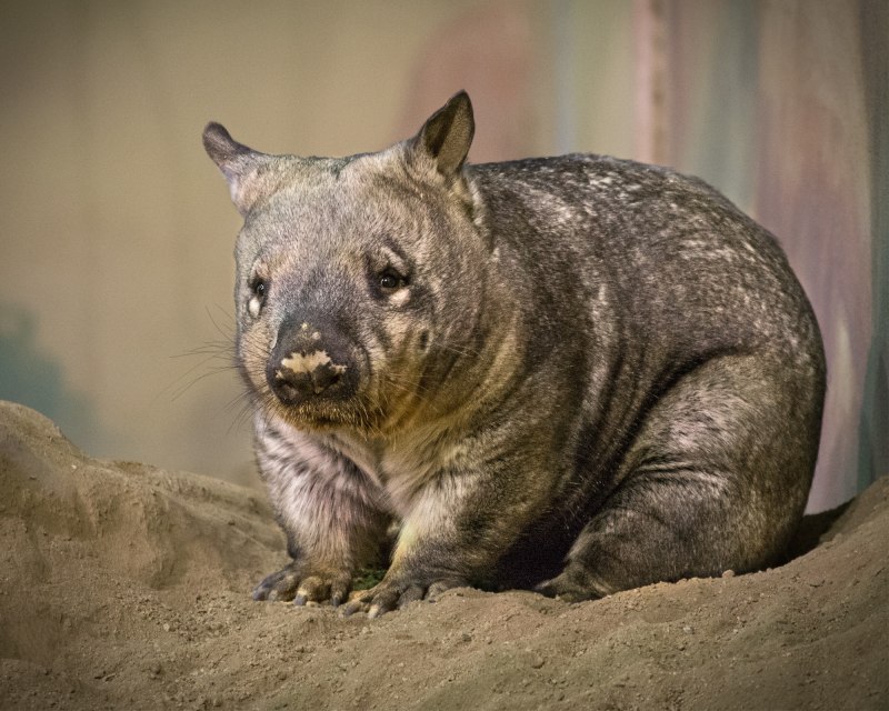 Сумчатый вомбат