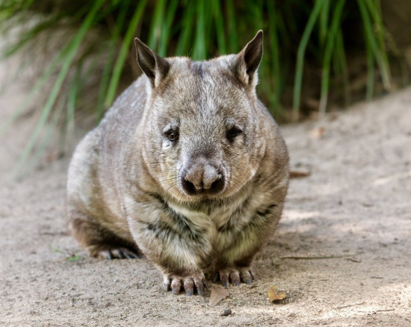 Сумчатый вомбат