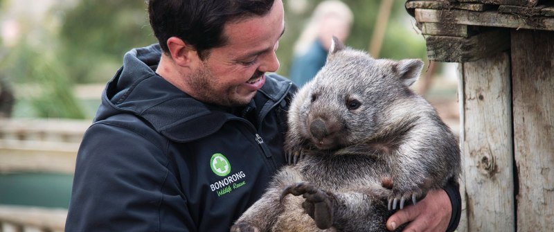 Фекалии вомбата