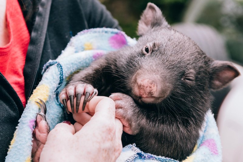 Северный шерстоносый вомбат