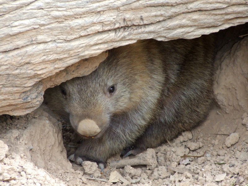 Вомбат в норе