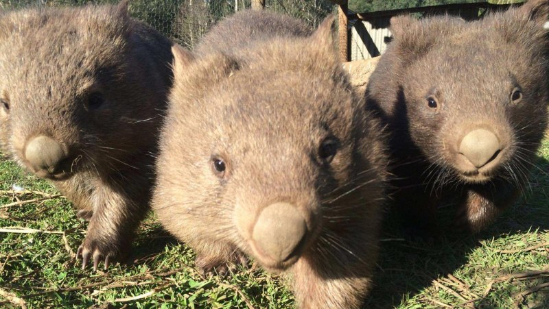 Вомбатов – голоносые