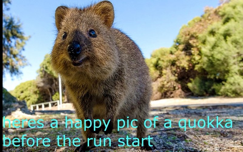 Кенгуру Квокка