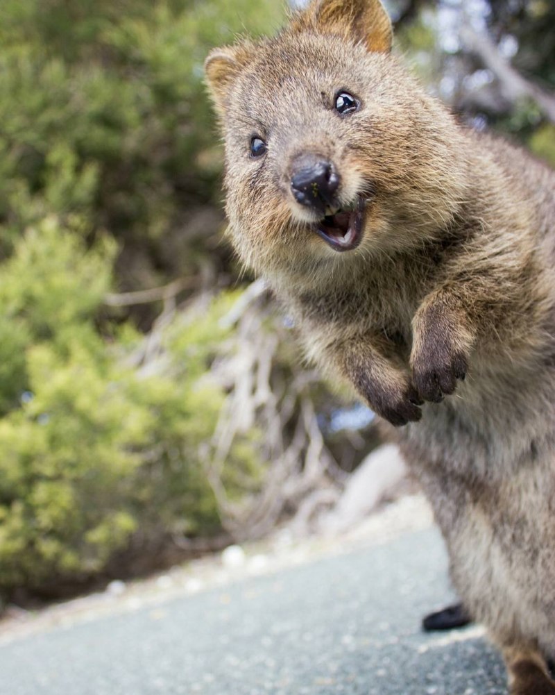 Вомбат и Квокка