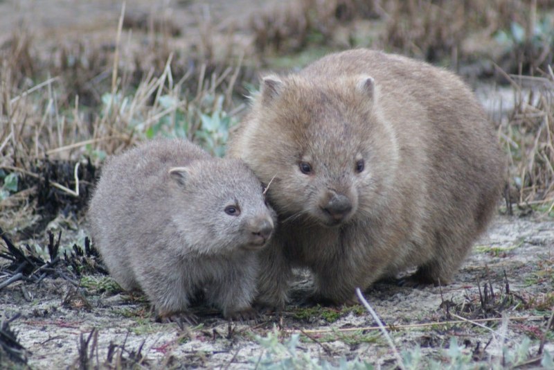 Волосатоносые вомбаты
