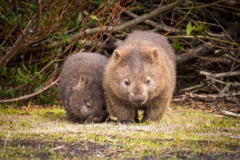 Животные Австралии вомбат