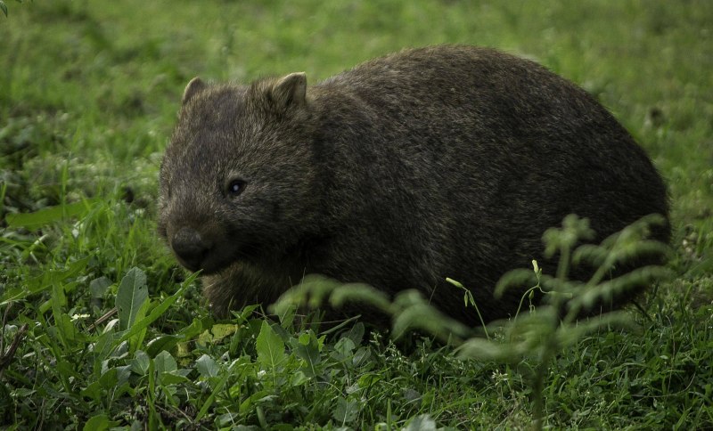Квинслендский вомбат