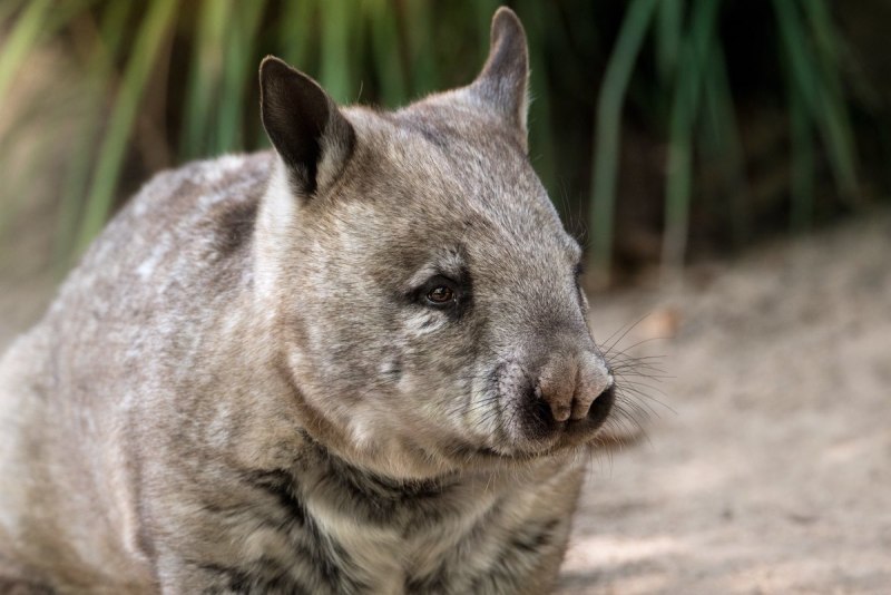 Австралийский медведь вомбат