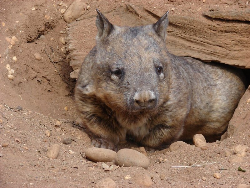 Вомбат. Сумчатое животное в Австралии.