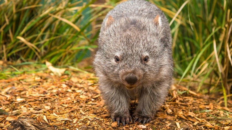 Вомбат лапы