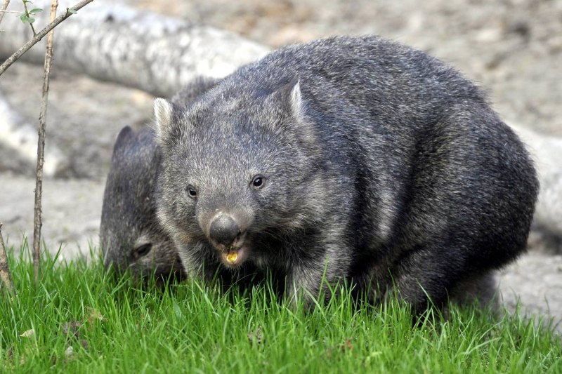 Медвежий вомбат