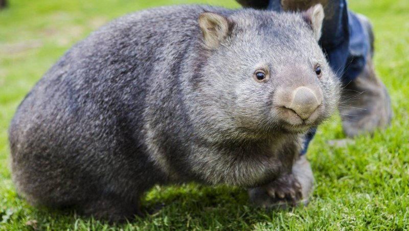 Северный длинношерстный вомбат