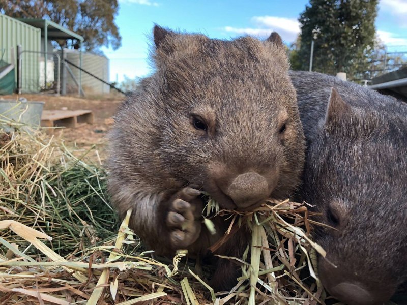 Северный шерстоносый вомбат