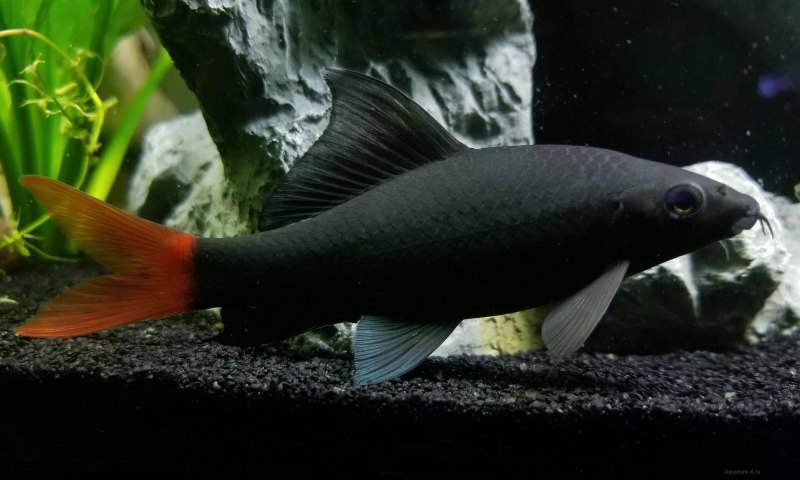 Лабео таиландский (френатус)