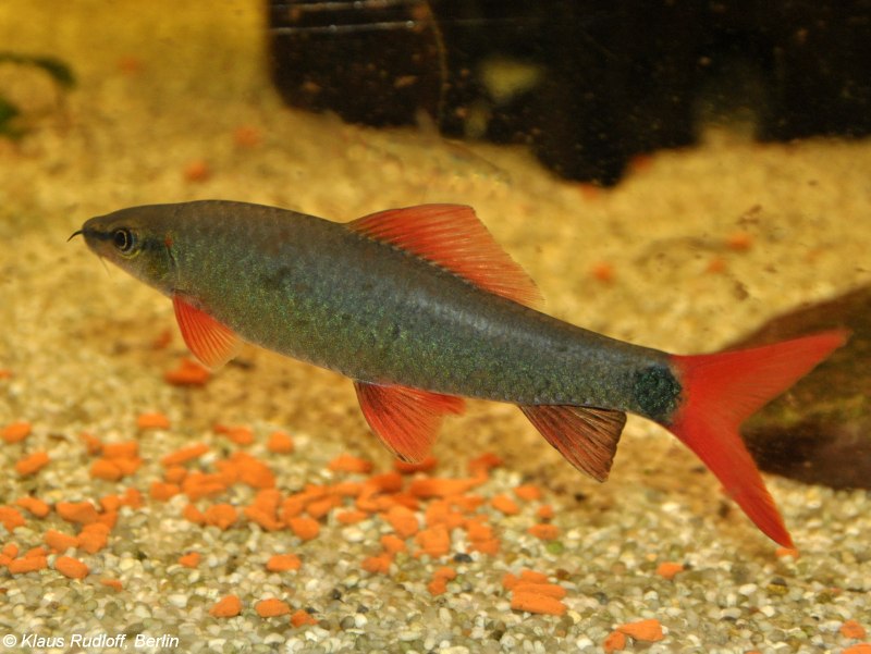 Лабео френатус