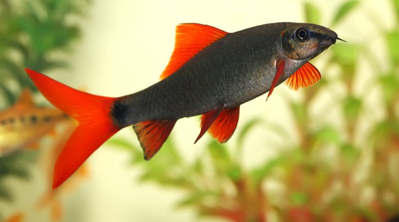 Таиландский лабео