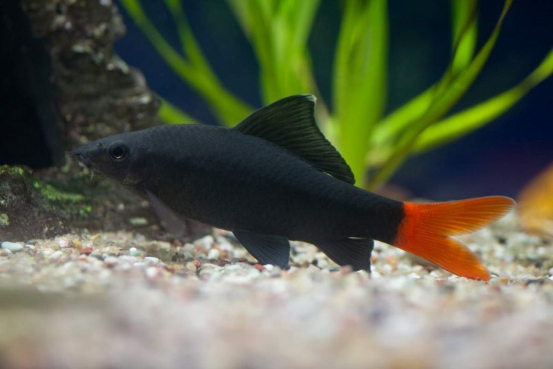 Лабео таиландский (френатус)