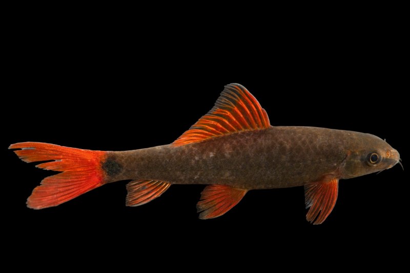 Лабео Триколор