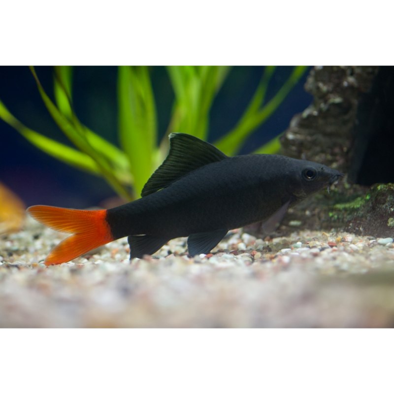 Лабео рыбка аквариумная