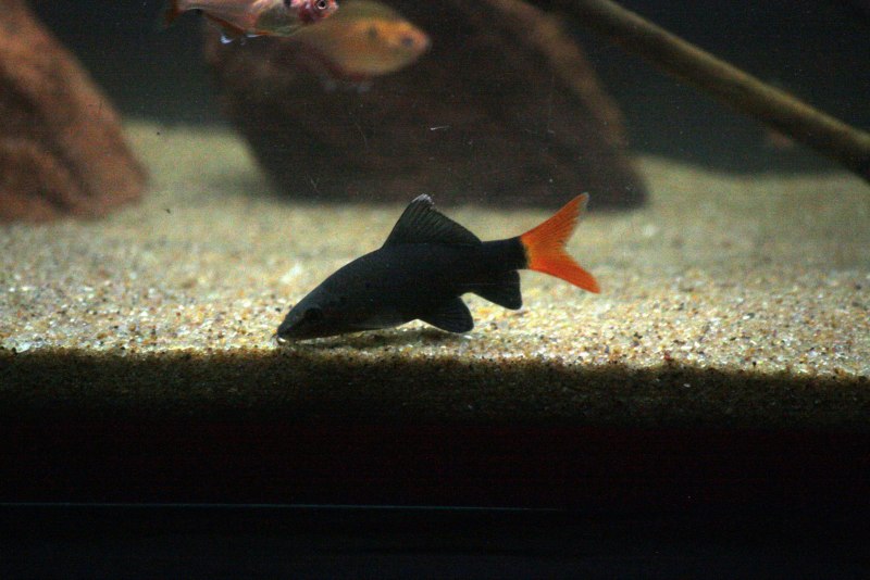 Лабео зеленый (френатус)