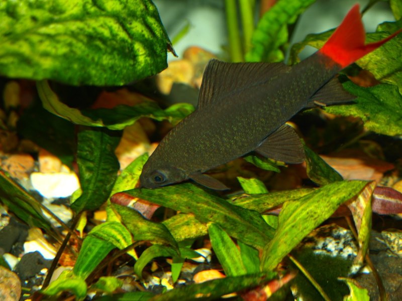 Мальки лабео