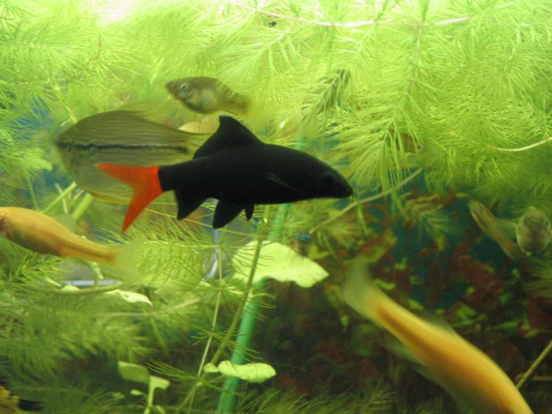 Макропод рыбка