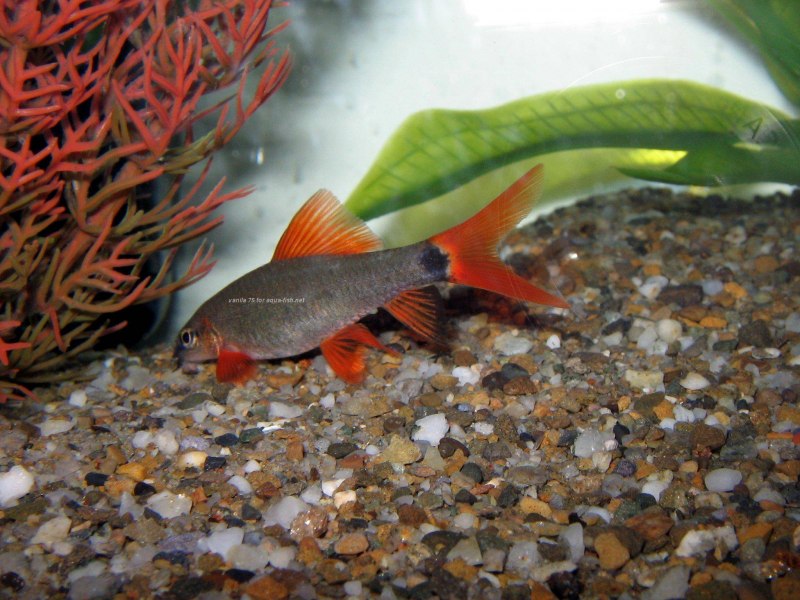 Morulius chrysophekadion