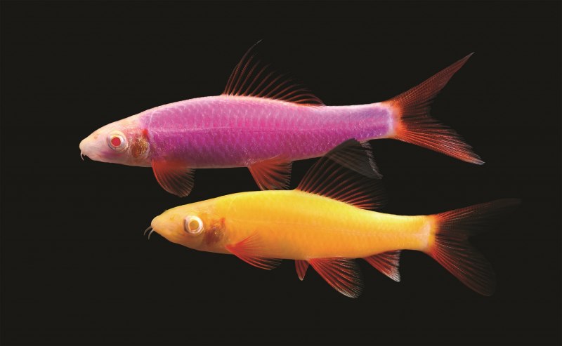 Лабео флуоресцентный