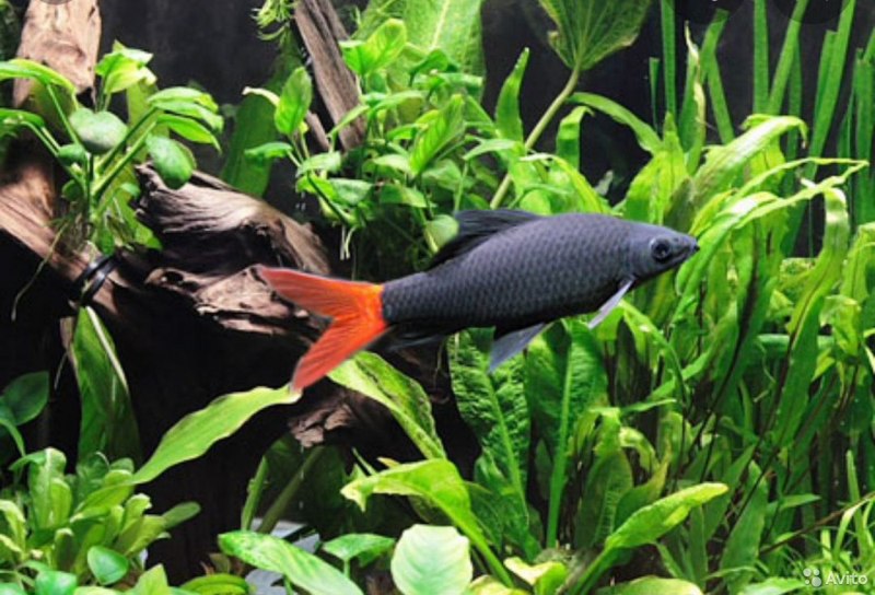 Лабео рыбка