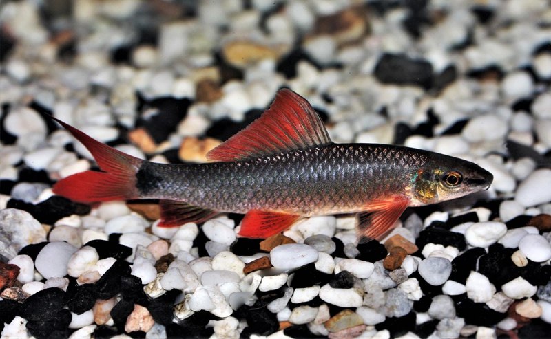 Лабео рыбка аквариумная