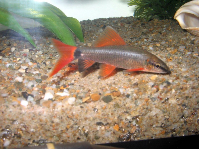 Лабео зеленый (френатус)