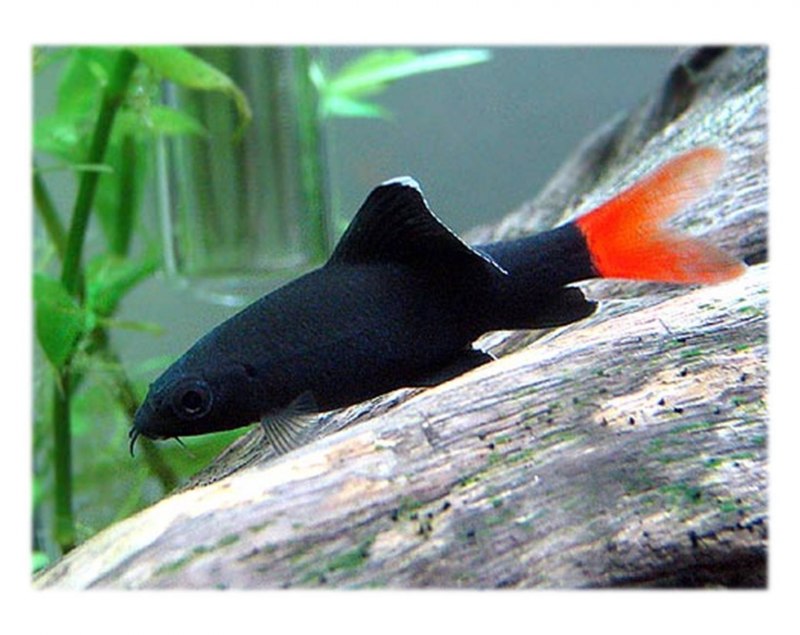 Лабео таиландский (френатус)