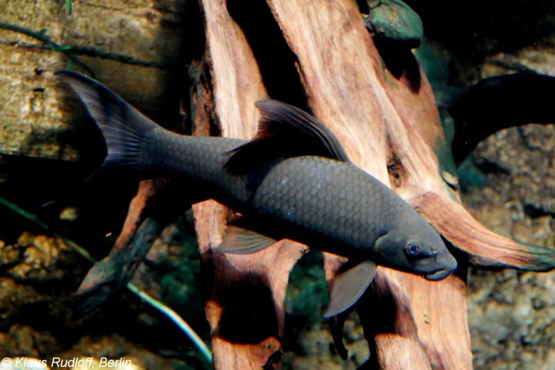 Рыбка двухцветный лабео