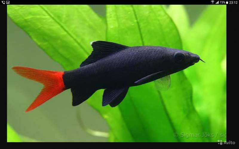 Лабео зеленый рыбка аквариумная