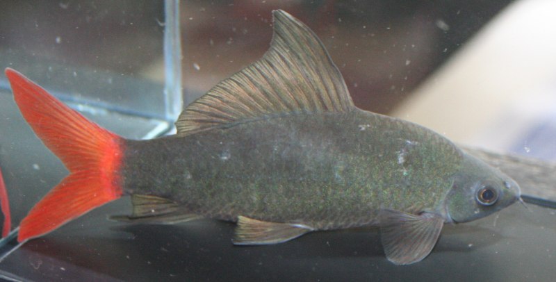 Лабео таиландский (френатус)