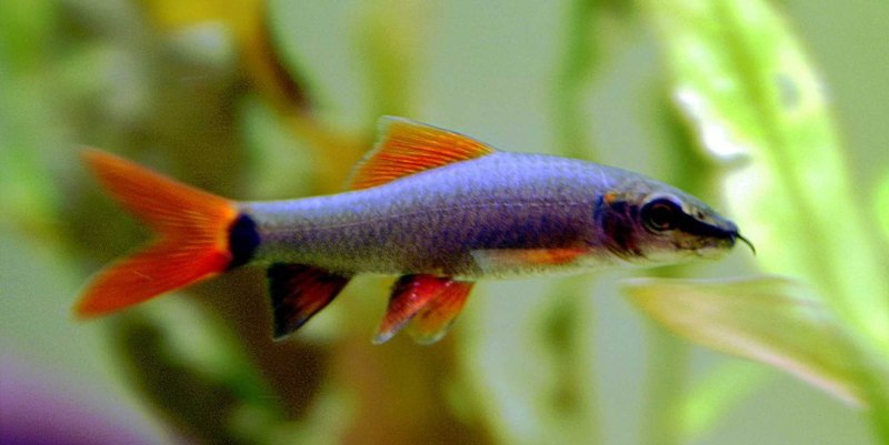 Лабео рыбка аквариумная