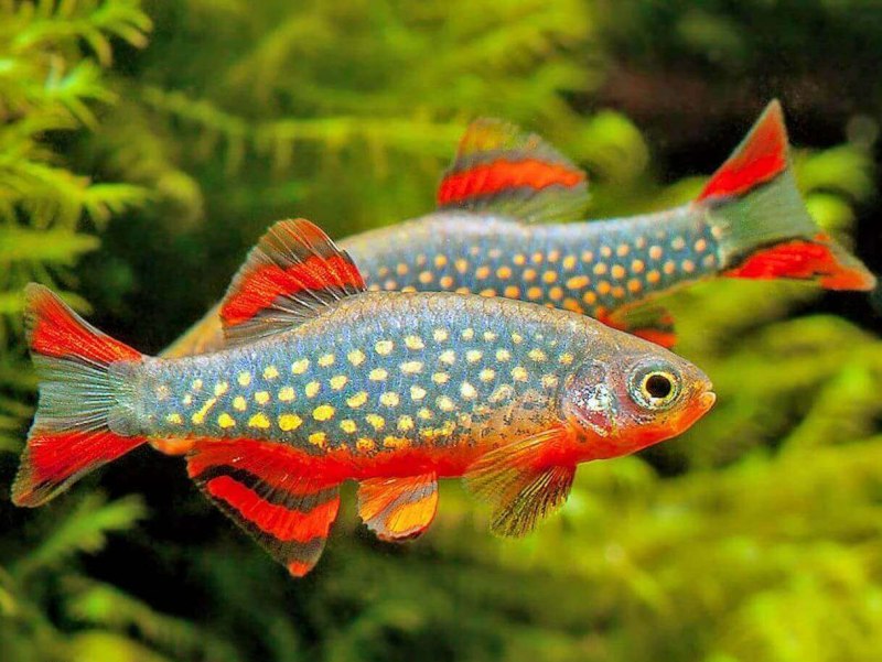 Пельвикахромис пульхер Камерун