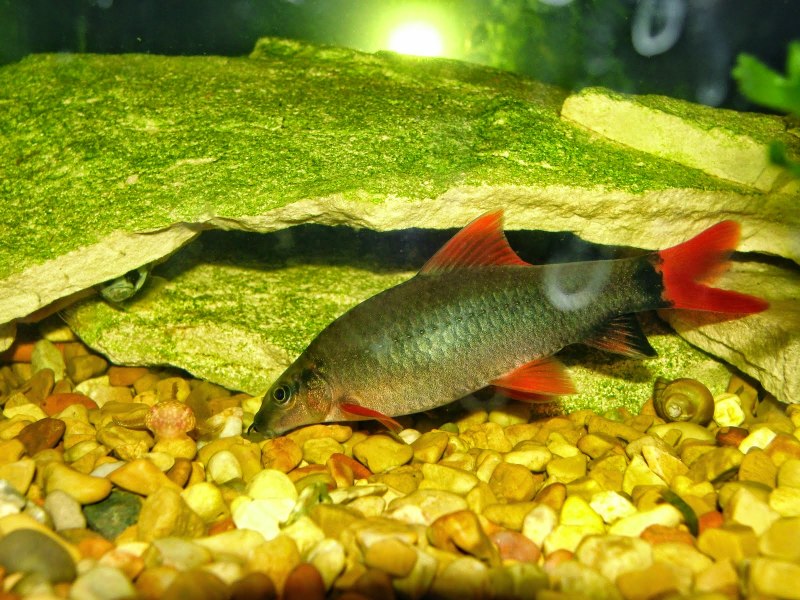 Cyprinella lutrensis