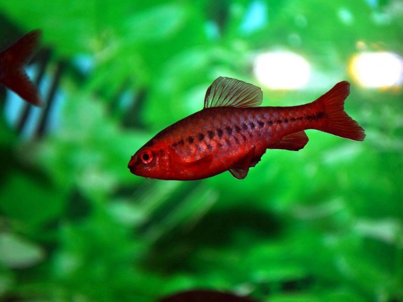 Рыбка лабео совместимость с сомами