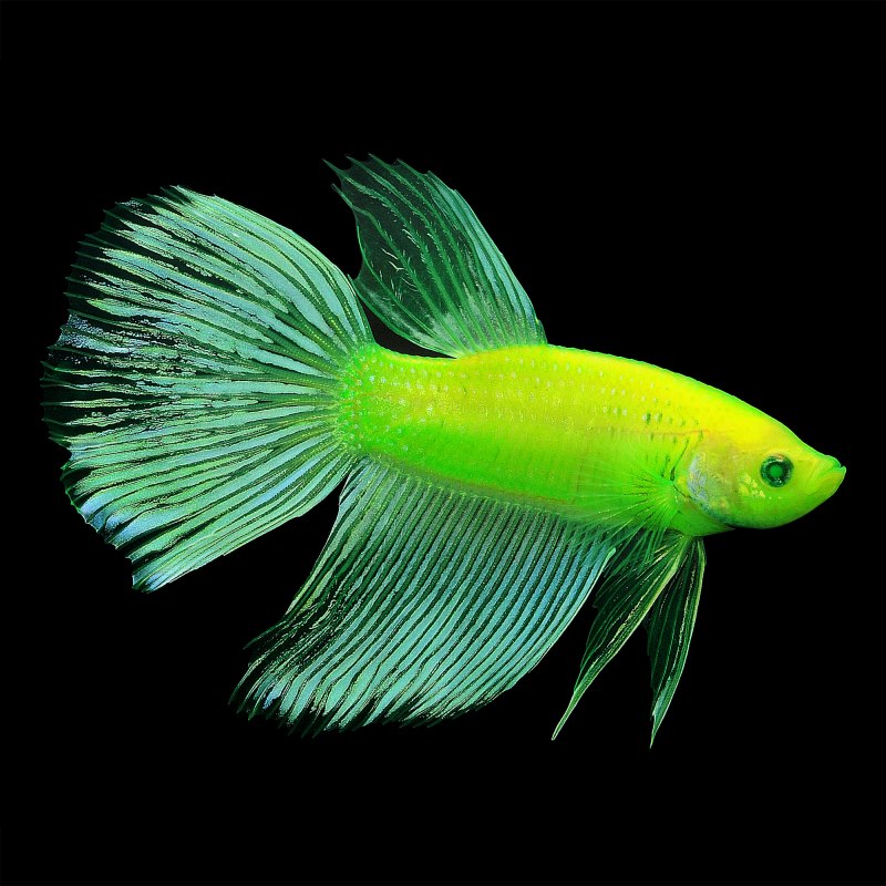 Лабео френатус альбинос