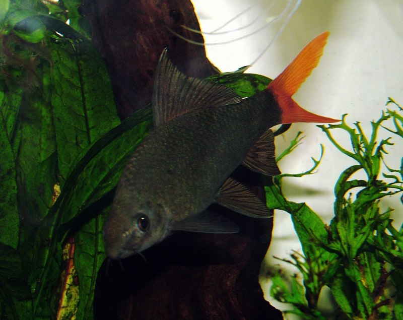 Микрорасбора Галактика